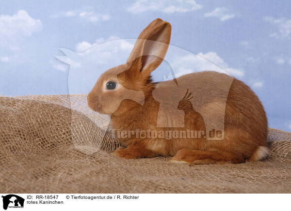 rotes Kaninchen / red bunny / RR-18547