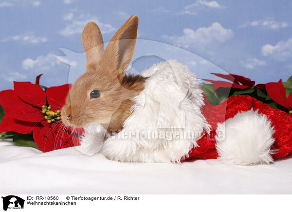 Weihnachtskaninchen / christmas bunny / RR-18560