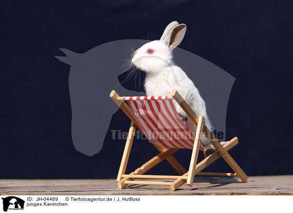 junges Kaninchen / young rabbit / JH-04469