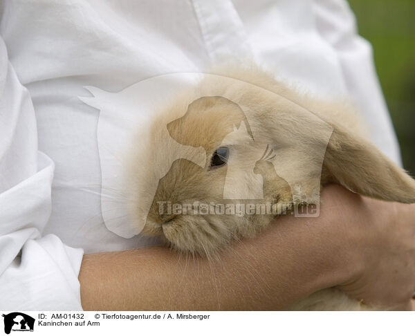 Kaninchen auf Arm / bunny / AM-01432