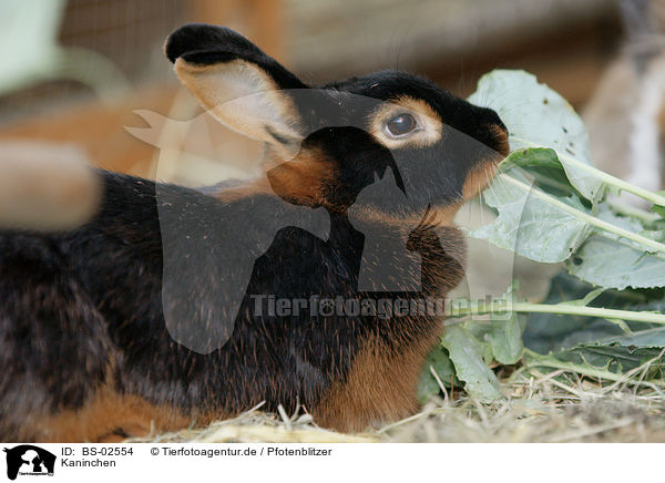 Kaninchen / rabbit / BS-02554