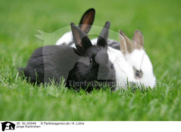 junge Kaninchen / young bunnys / KL-03049