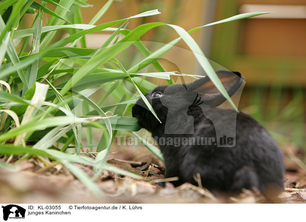 junges Kaninchen / young bunny / KL-03055