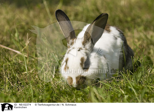 Kaninchen / rabbit / NS-02274