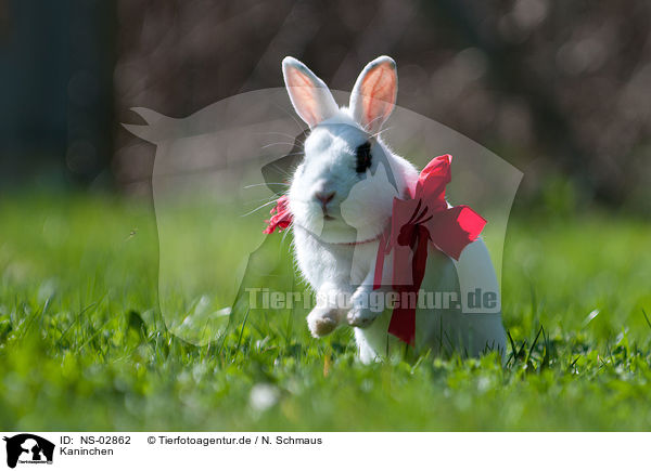 Kaninchen / rabbit / NS-02862