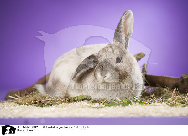 Kaninchen / rabbit / NN-05882