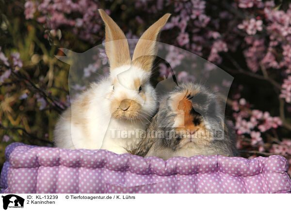 2 Kaninchen / 2 rabbits / KL-13239