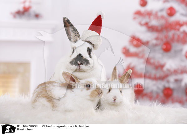 Kaninchen / rabbits / RR-78630