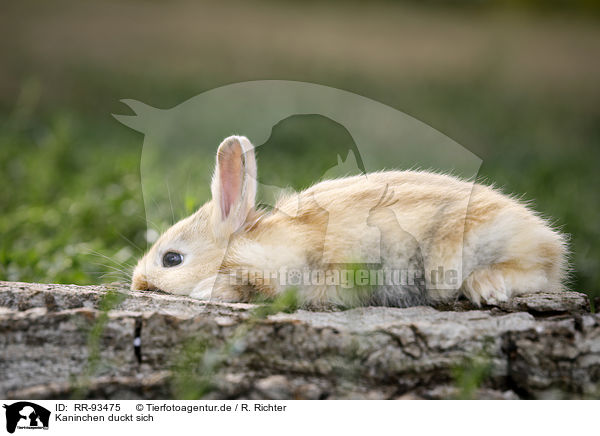 Kaninchen duckt sich / cowering rabbit / RR-93475