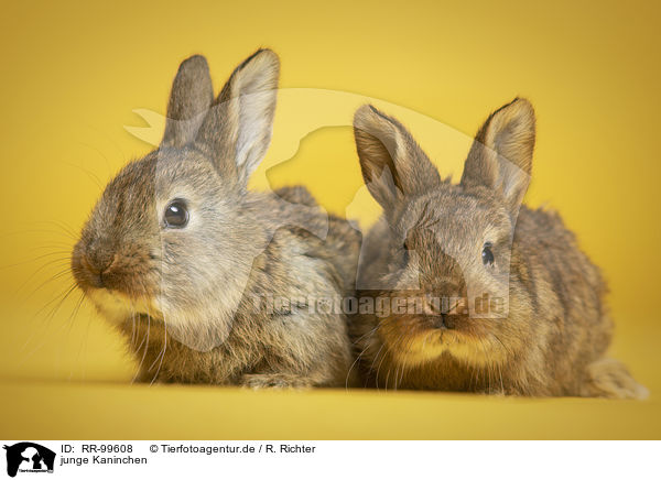 junge Kaninchen / young rabbits / RR-99608