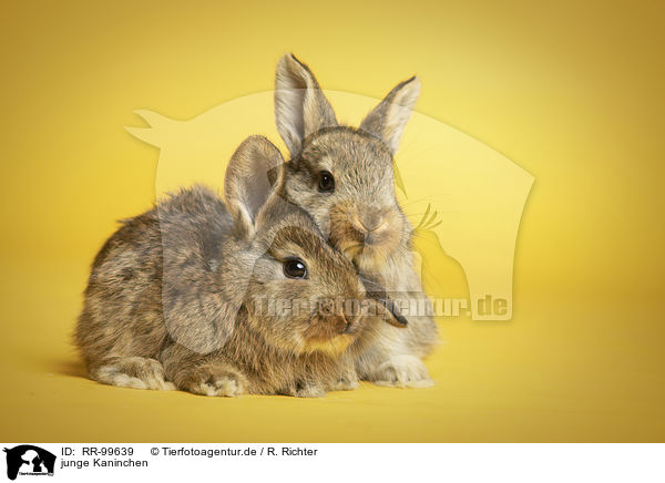 junge Kaninchen / young rabbits / RR-99639