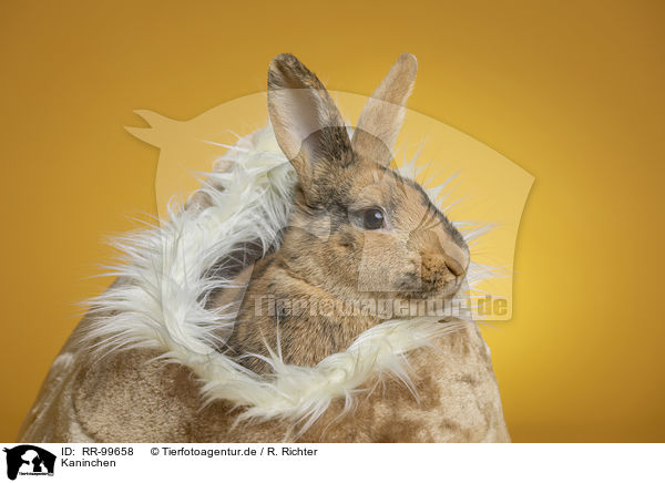 Kaninchen / rabbit / RR-99658