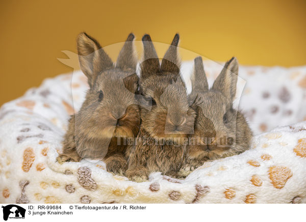 3 junge Knainchen / 3 young rabbits / RR-99684