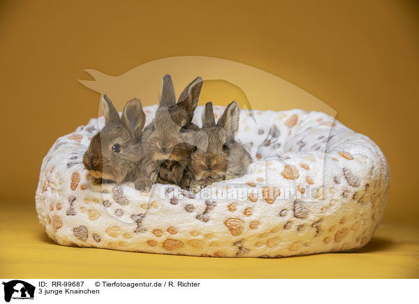 3 junge Knainchen / 3 young rabbits / RR-99687