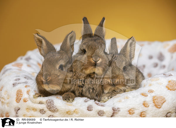 3 junge Knainchen / 3 young rabbits / RR-99689