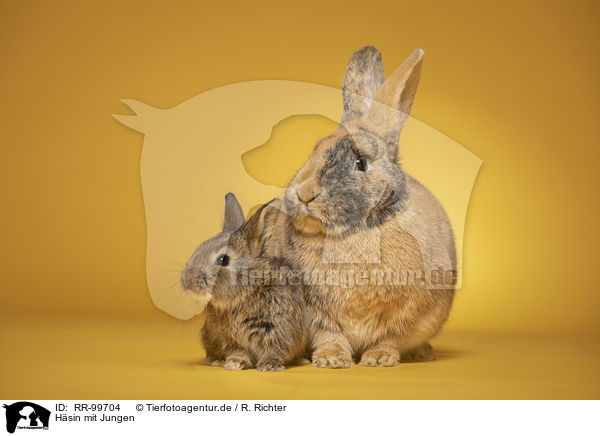 Hsin mit Jungen / female rabbit with baby / RR-99704