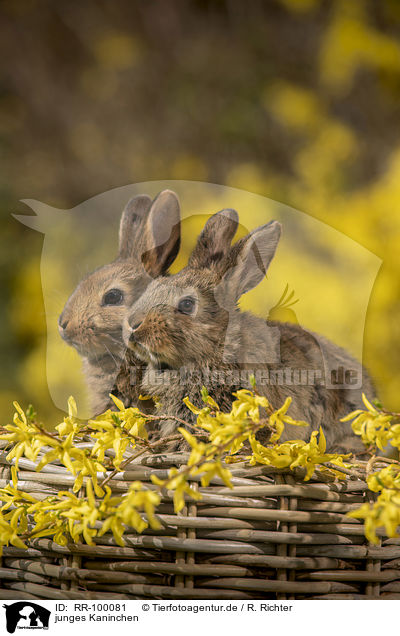 junges Kaninchen / young rabbit / RR-100081