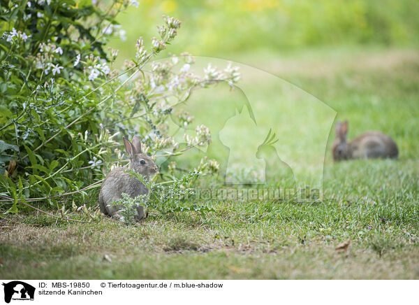 sitzende Kaninchen / sitting Rabbits / MBS-19850