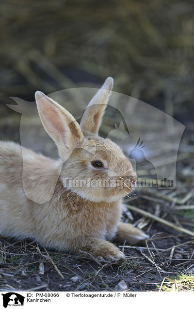 Kaninchen / rabbit / PM-08066
