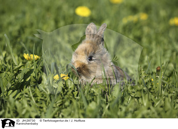 Kaninchenbaby / young rabbit / JH-28730