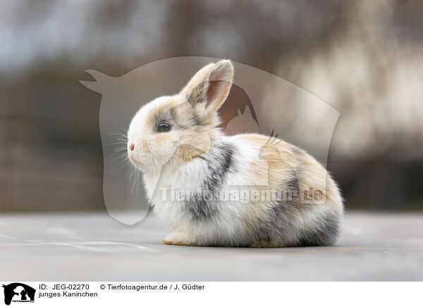 junges Kaninchen / young rabbit / JEG-02270