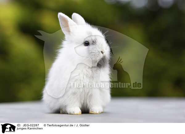 junges Kaninchen / young rabbit / JEG-02287