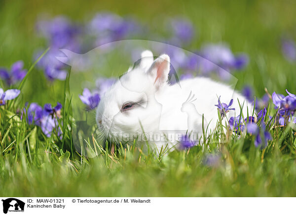 Kaninchen Baby / bunny baby / MAW-01321