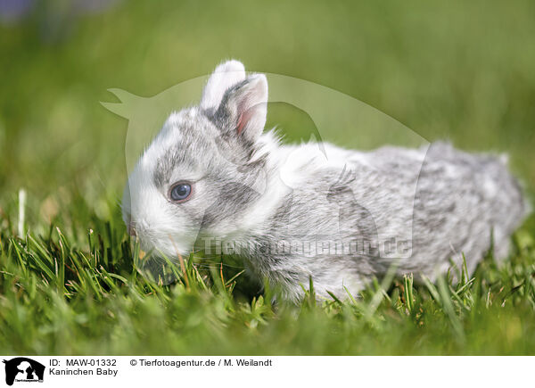 Kaninchen Baby / bunny baby / MAW-01332