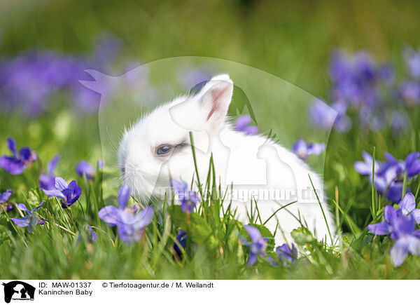 Kaninchen Baby / bunny baby / MAW-01337