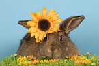 braunes Kaninchen mit Blume