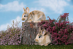 junge Kaninchen