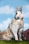 2 Kaninchen