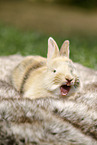 ghnendes Kaninchen