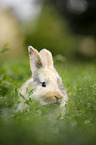 junges Kaninchen auf der Wiese