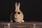 Kaninchen im Studio