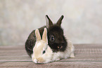 Kaninchenbabys