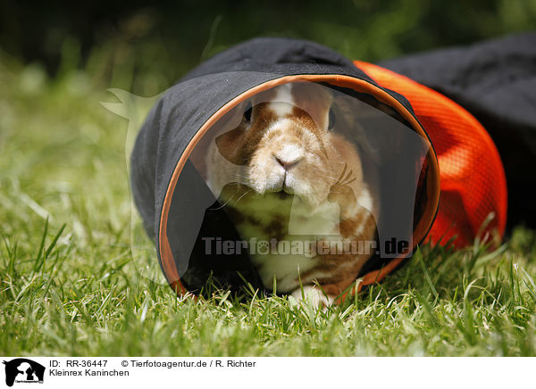 Kleinrex Kaninchen / bunny / RR-36447