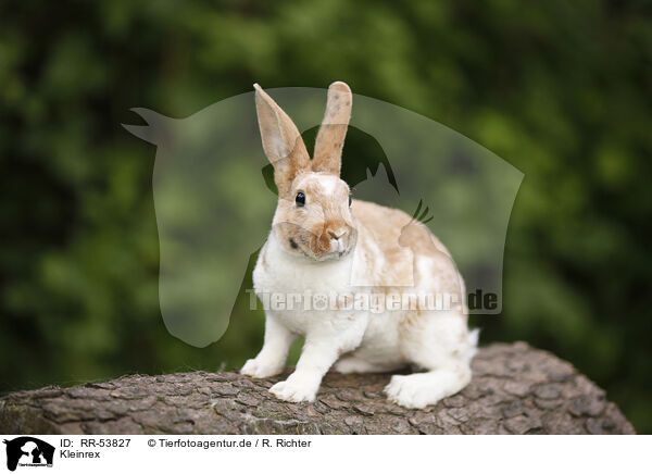 Kleinrex / rabbit / RR-53827
