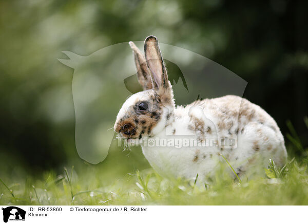 Kleinrex / rabbit / RR-53860