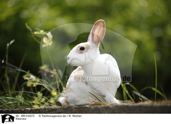 Kleinrex / rabbit / RR-53870
