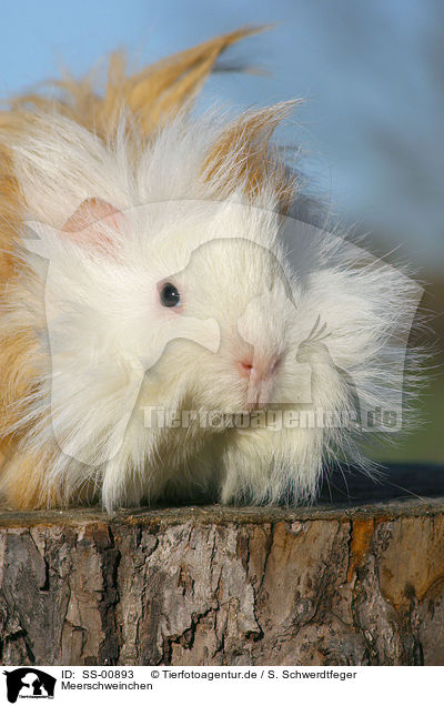 Meerschweinchen / guinea pig / SS-00893