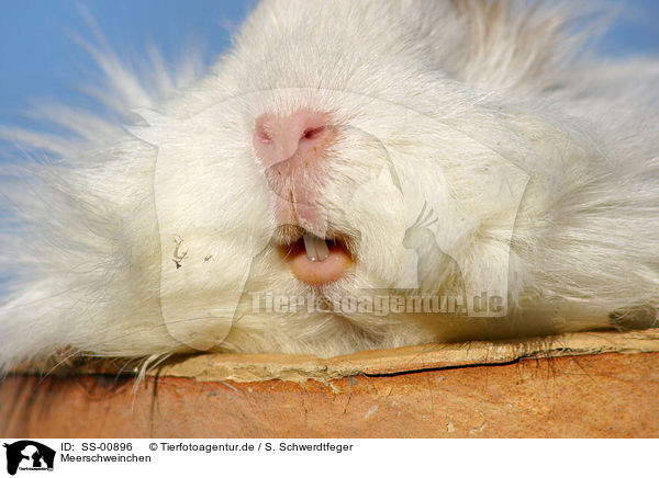 Meerschweinchen / guinea pig / SS-00896