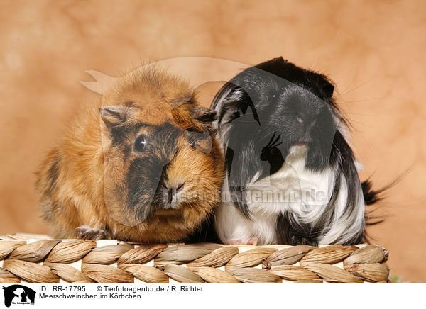 Meerschweinchen im Krbchen / guinea pig in basket / RR-17795