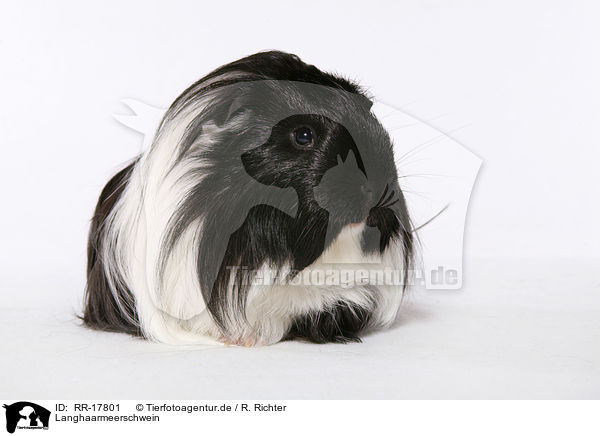 Langhaarmeerschwein / longhaired guinea pig / RR-17801