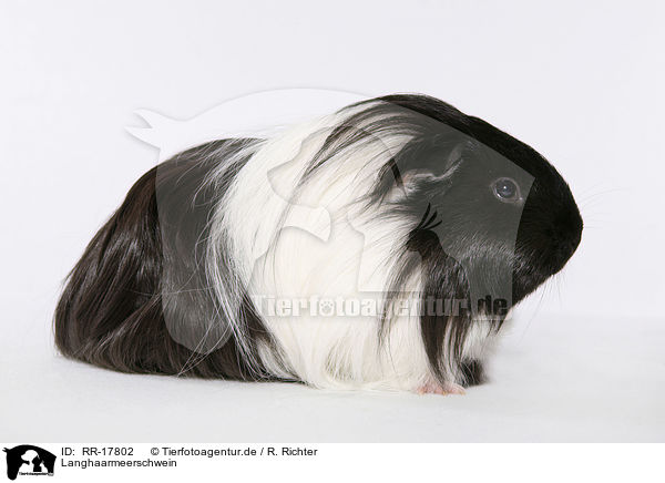 Langhaarmeerschwein / longhaired guinea pig / RR-17802