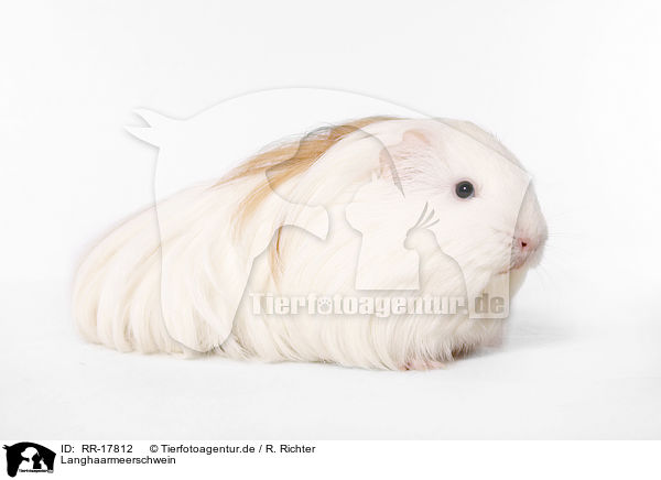 Langhaarmeerschwein / longhaired guinea pig / RR-17812
