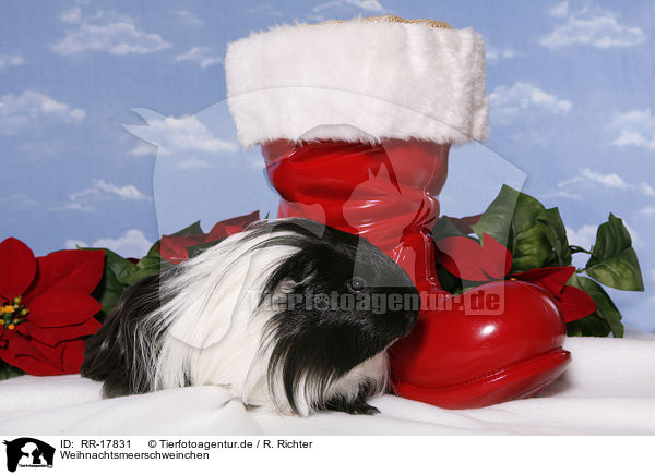 Weihnachtsmeerschweinchen / christmas guinea pig / RR-17831