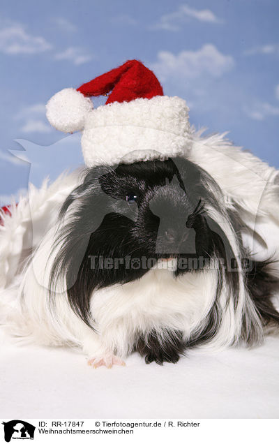 Weihnachtsmeerschweinchen / christmas guinea pig / RR-17847