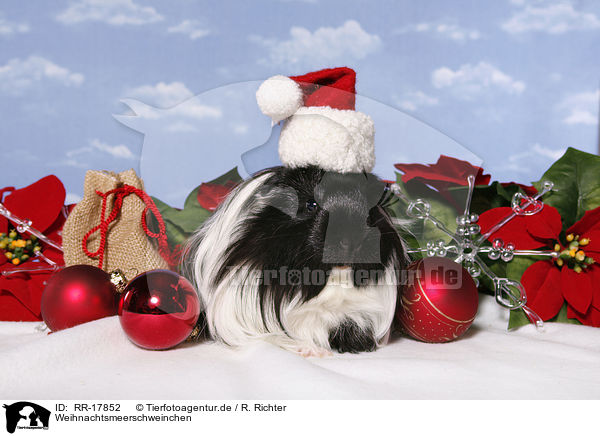 Weihnachtsmeerschweinchen / christmas guinea pig / RR-17852
