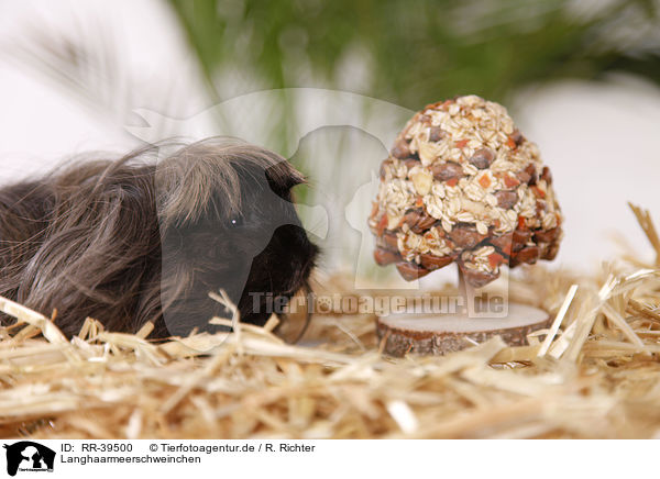 Langhaarmeerschweinchen / longhaired guinea pig / RR-39500